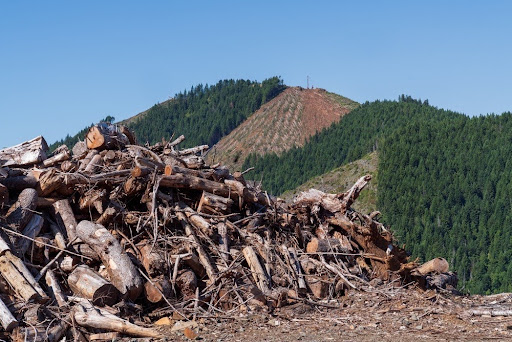 A slash pile at a logging site.