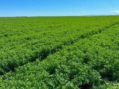 Alfalfa field