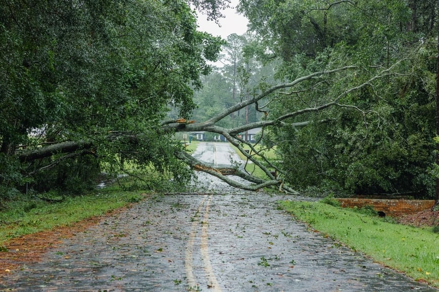 A fallen tree on a road.
