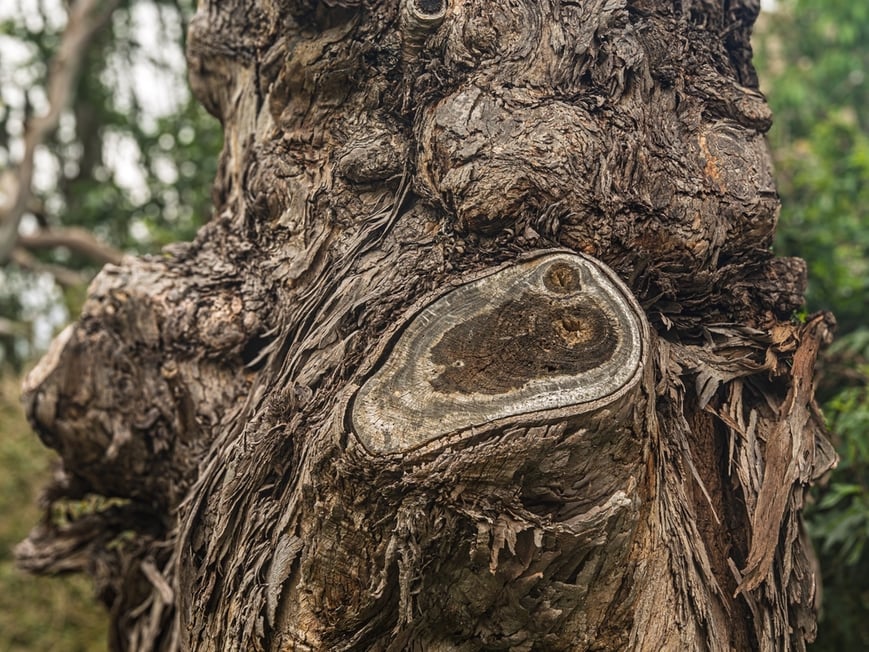 Close-up image of a very gnarled, burly tree.